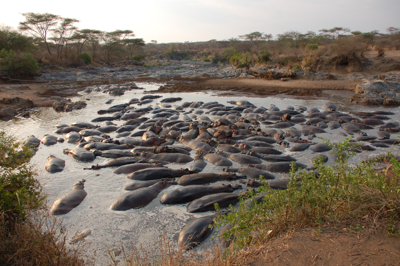 Illustration for article titled Out of Africa. Hungry Hungry Hippos.